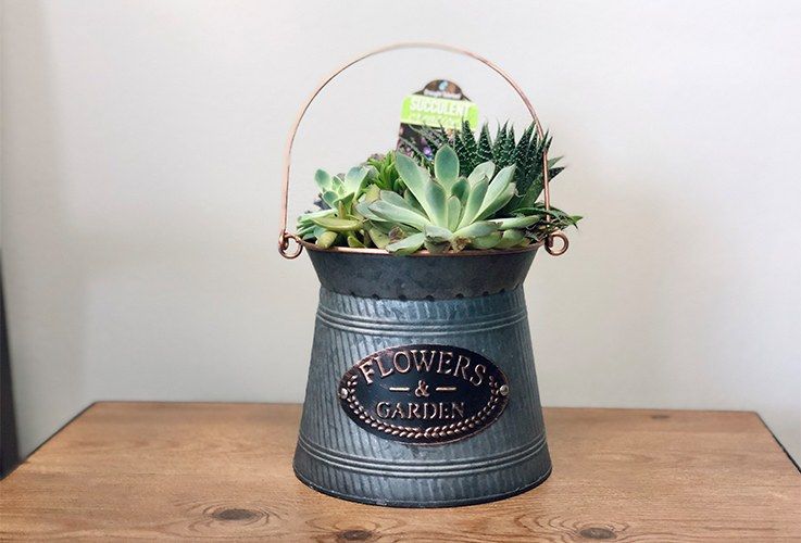 Small planter with succulents in dental office
