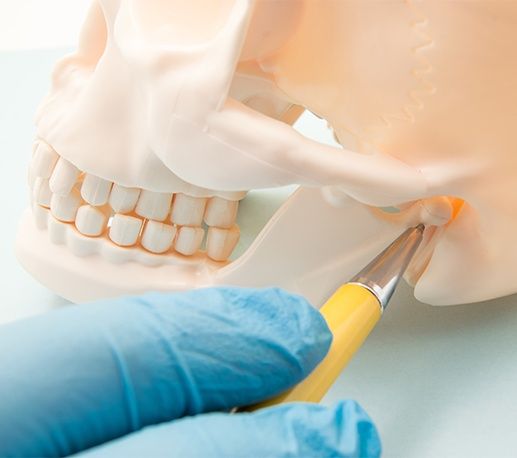 Model of jaw and skull bone connection at the T M J